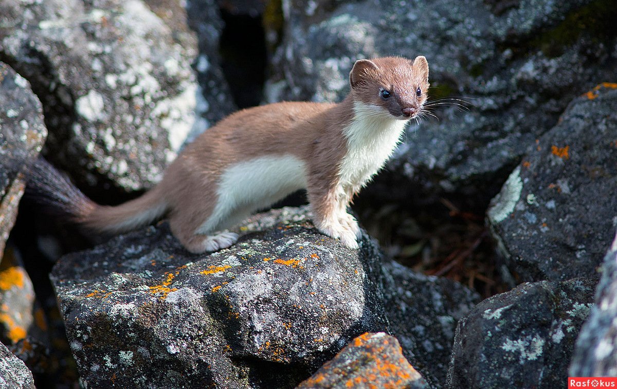 Ильменский заповедник горностай