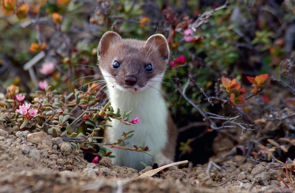 Камчатский горностай