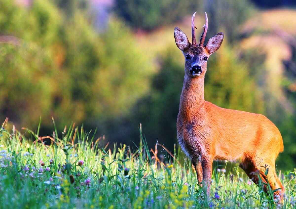 Сибирская косуля capreolus pygargus