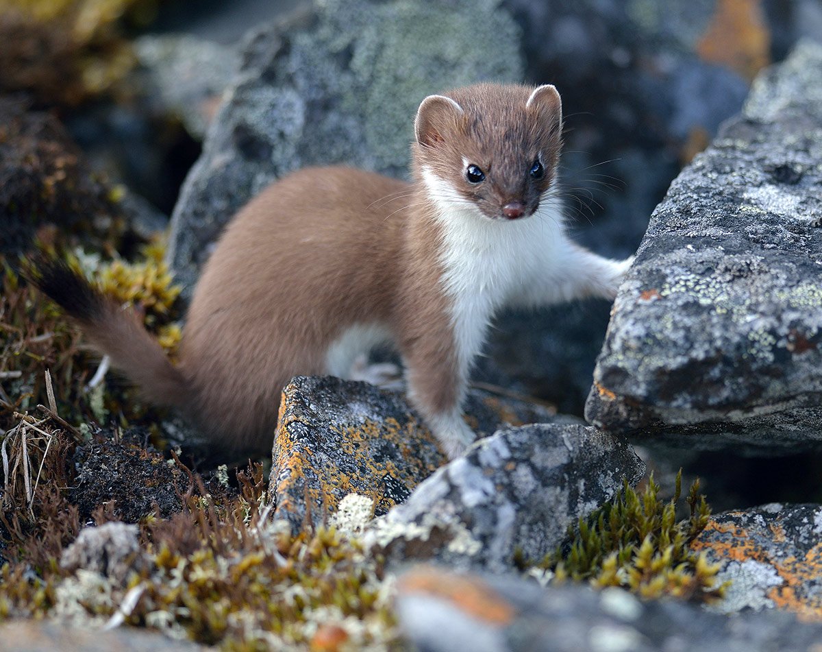 Солонгой Дальневосточная популяция