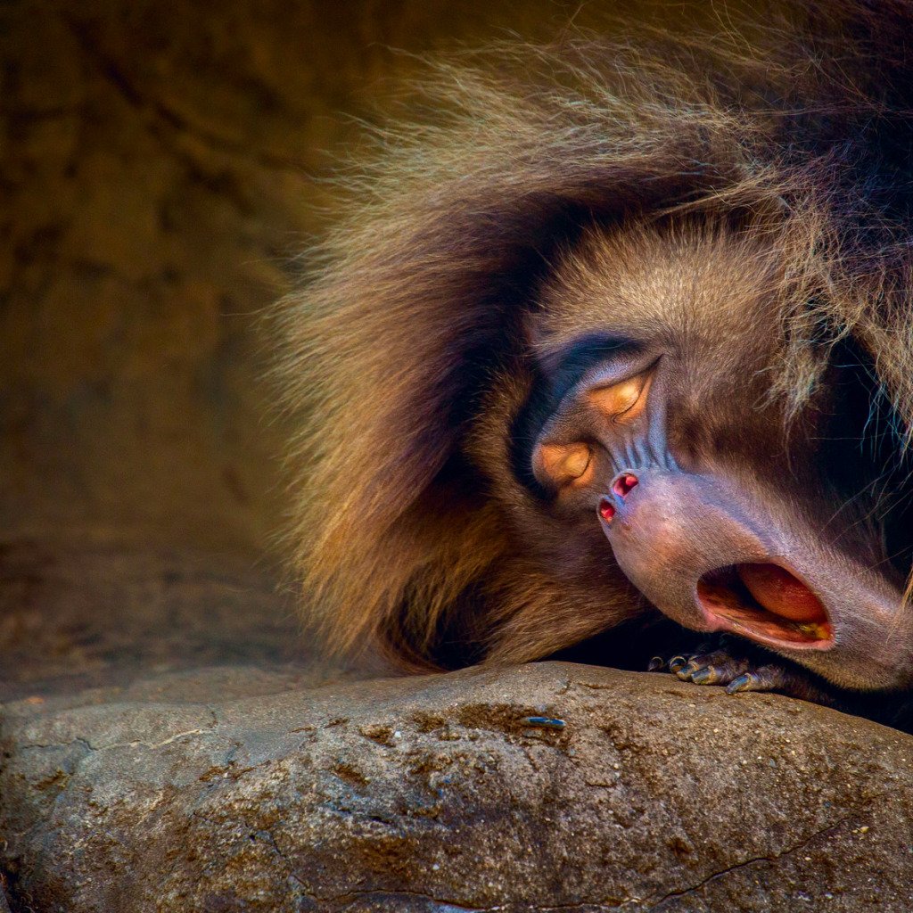 Обезьяна спит