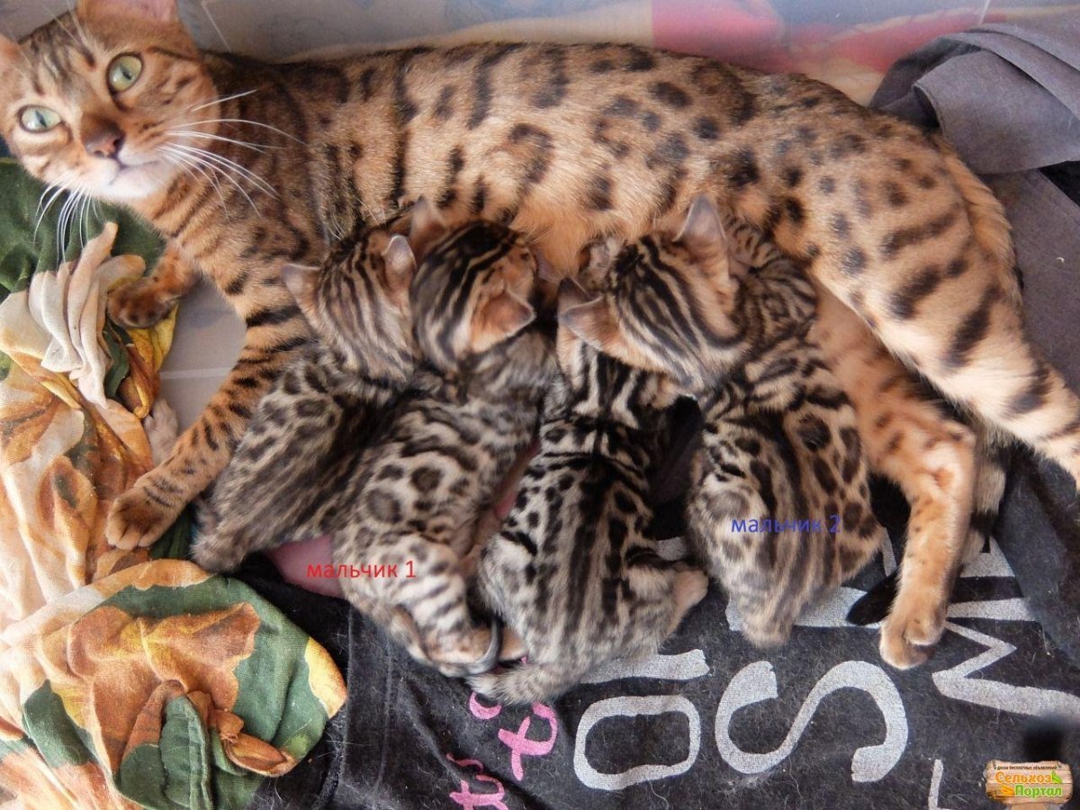 Кот бенгал n24