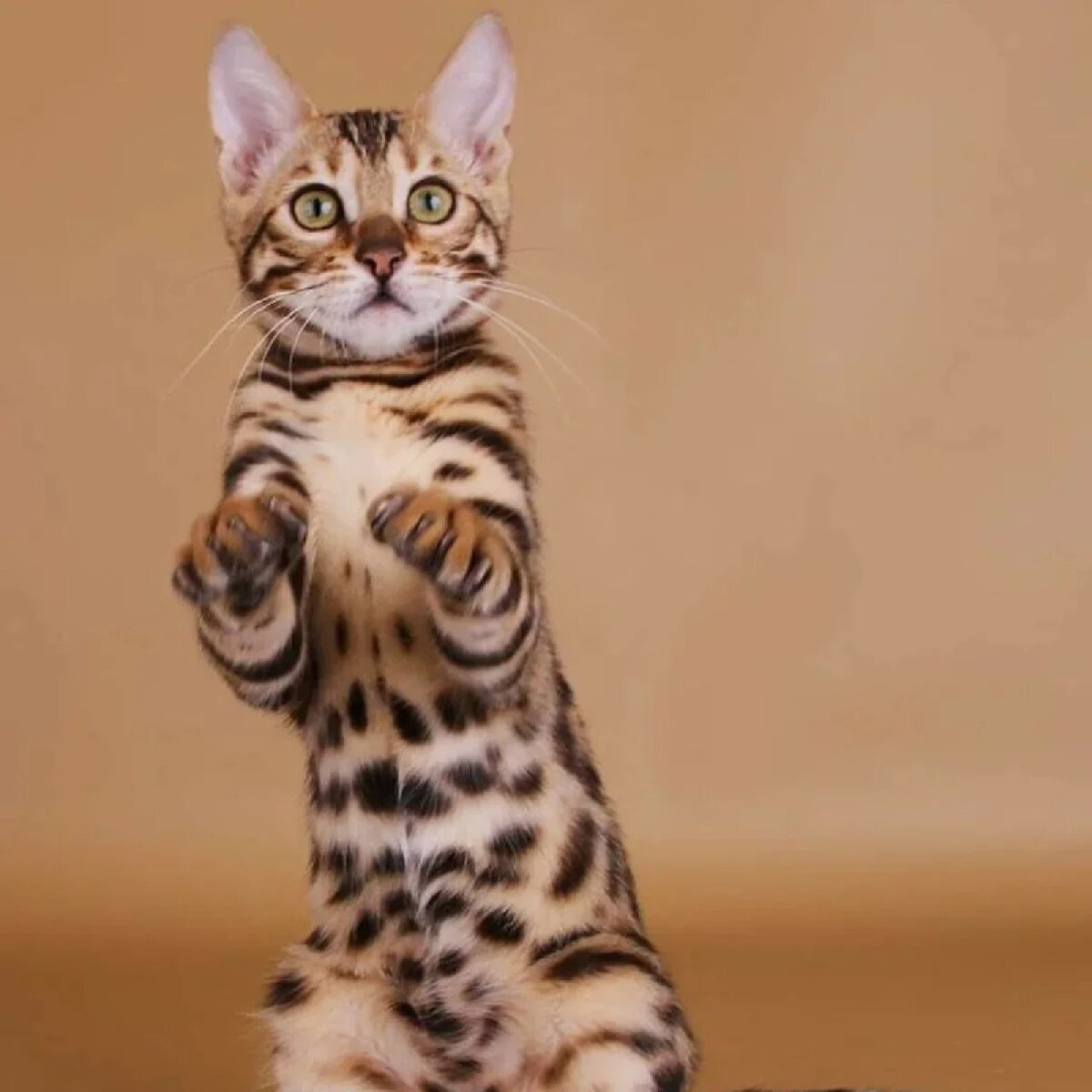 Бенгал мраморный табби