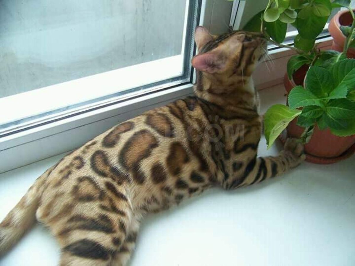 Стрижка бенгала