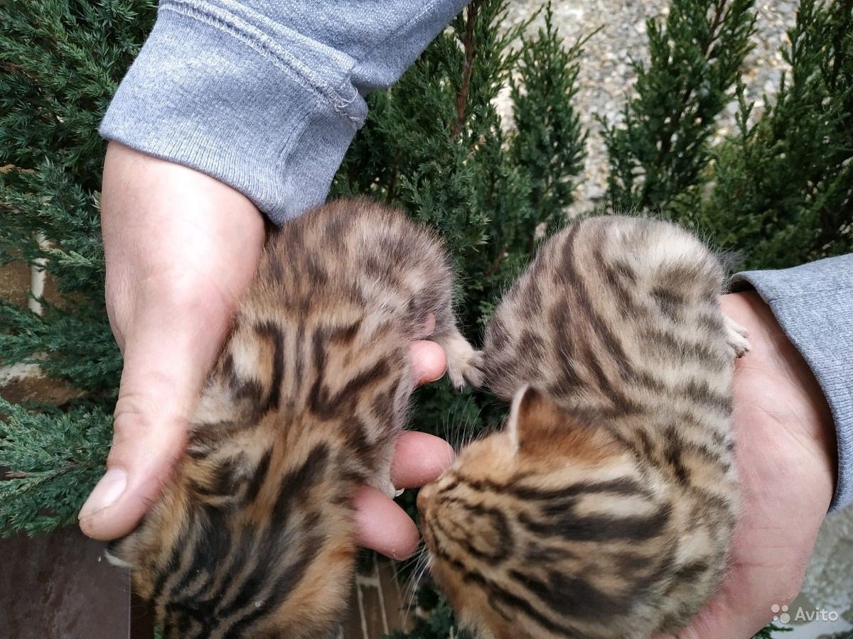 Бенгальский вислоухий кот