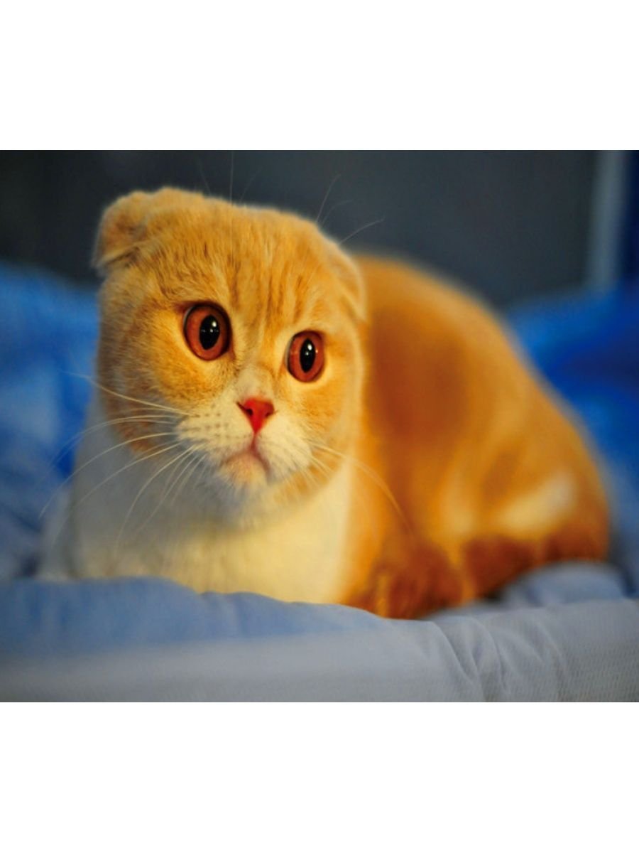 Шотландская вислоухая кошка рыжая