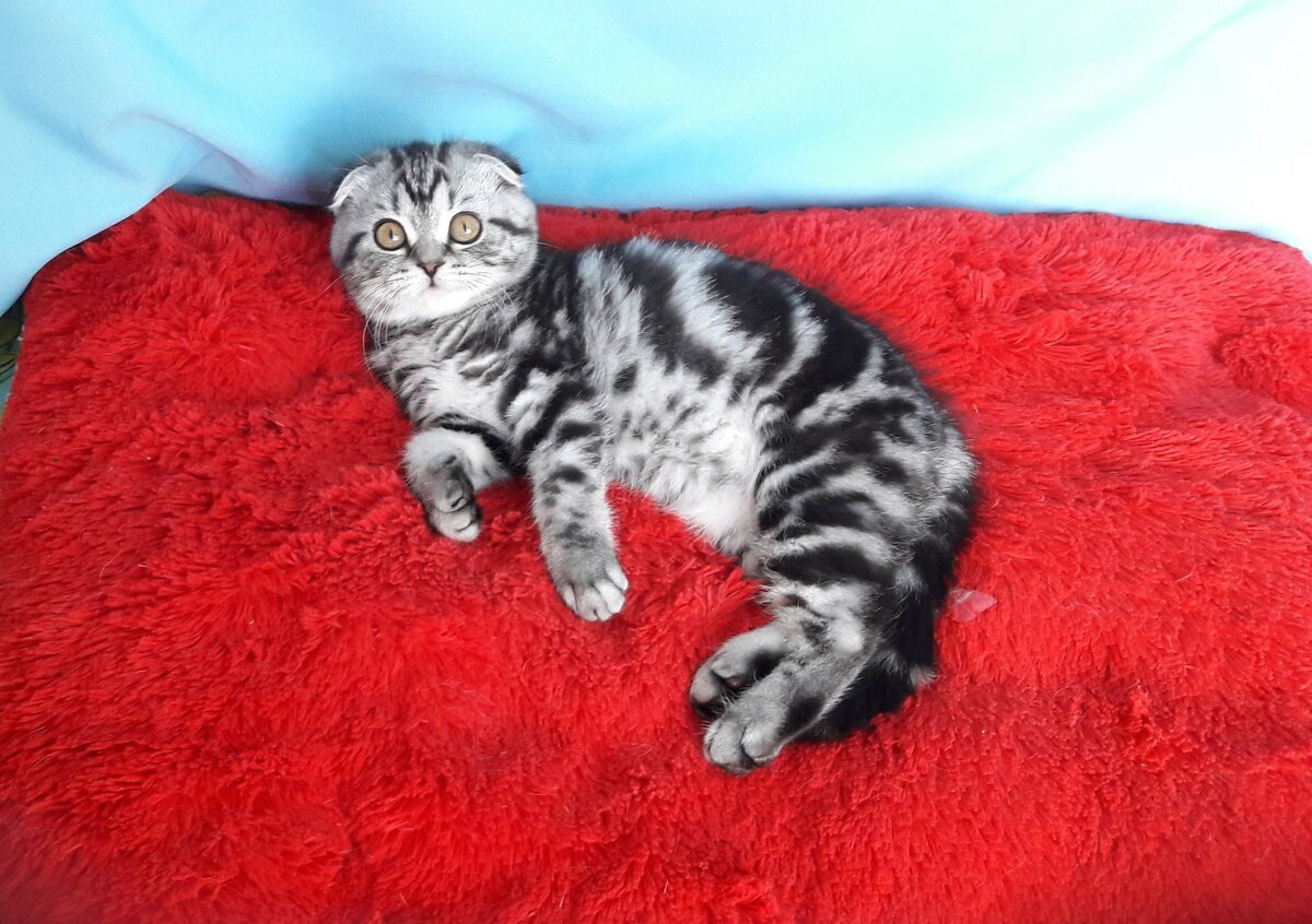 Шотландская вислоухая кошка мраморная