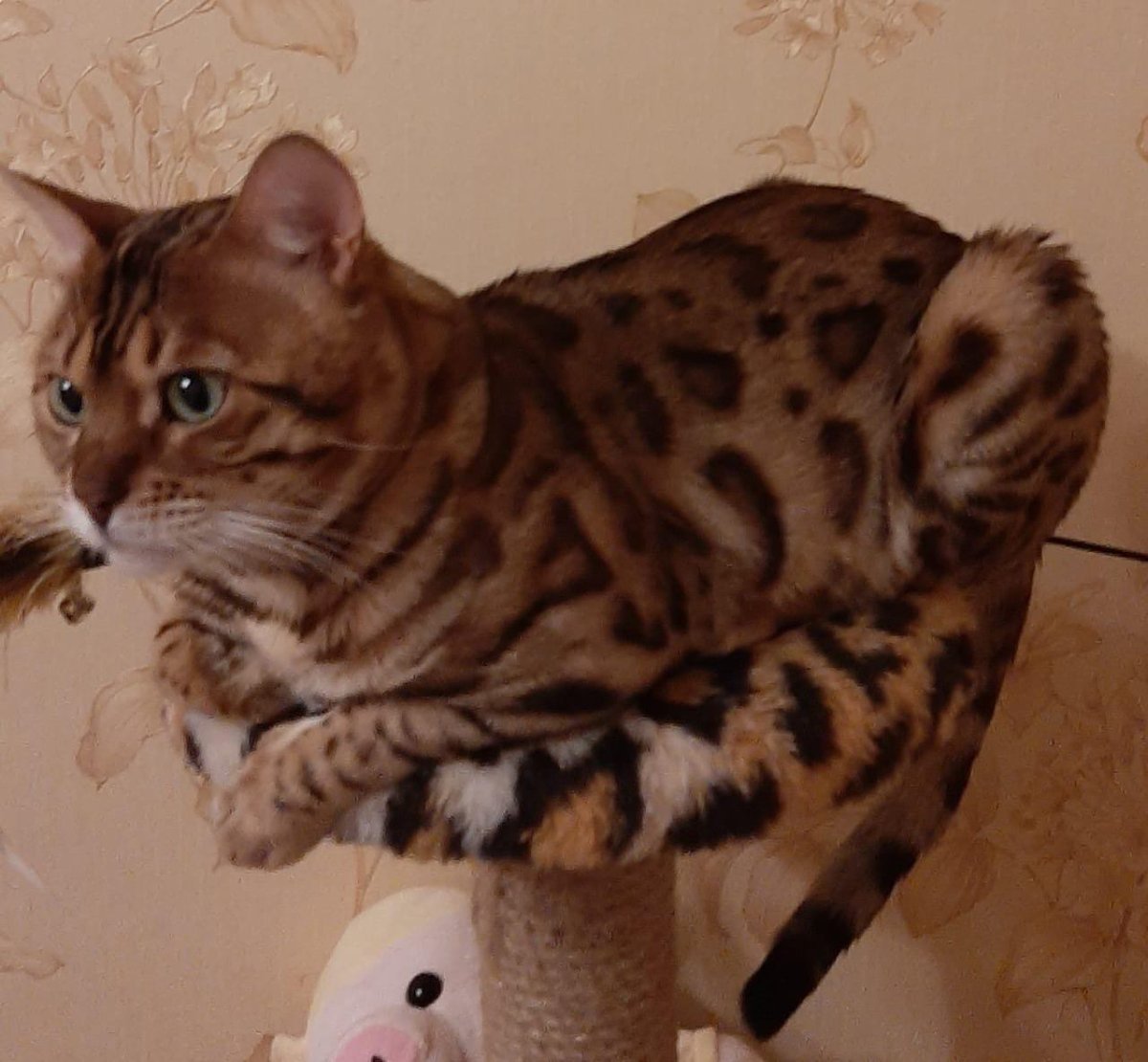 Угольный бенгальский кот