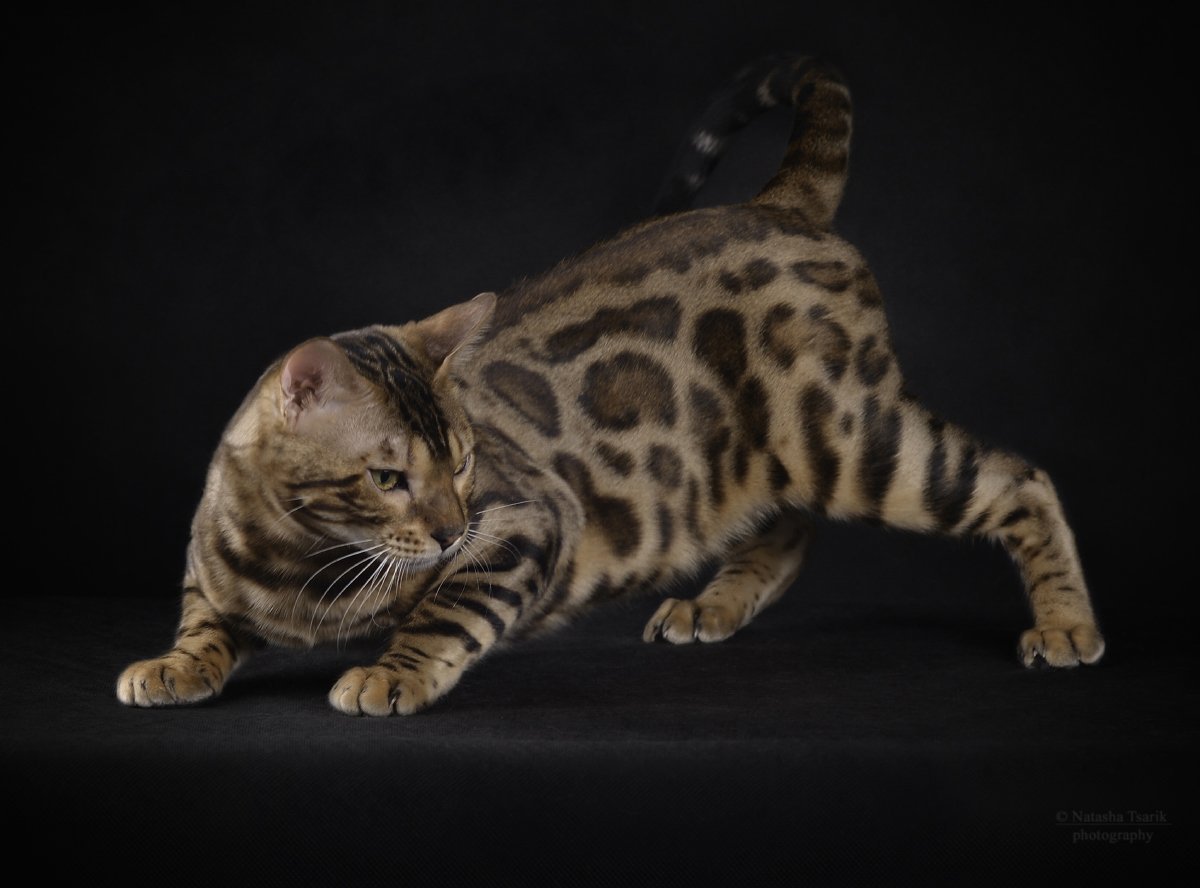 Шотландская вислоухая Бенгальская