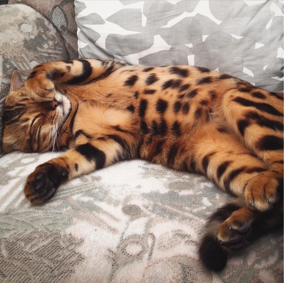 Бенгальская кошка