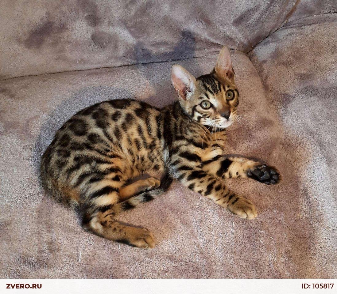 Светло коричневый бенгальский кот