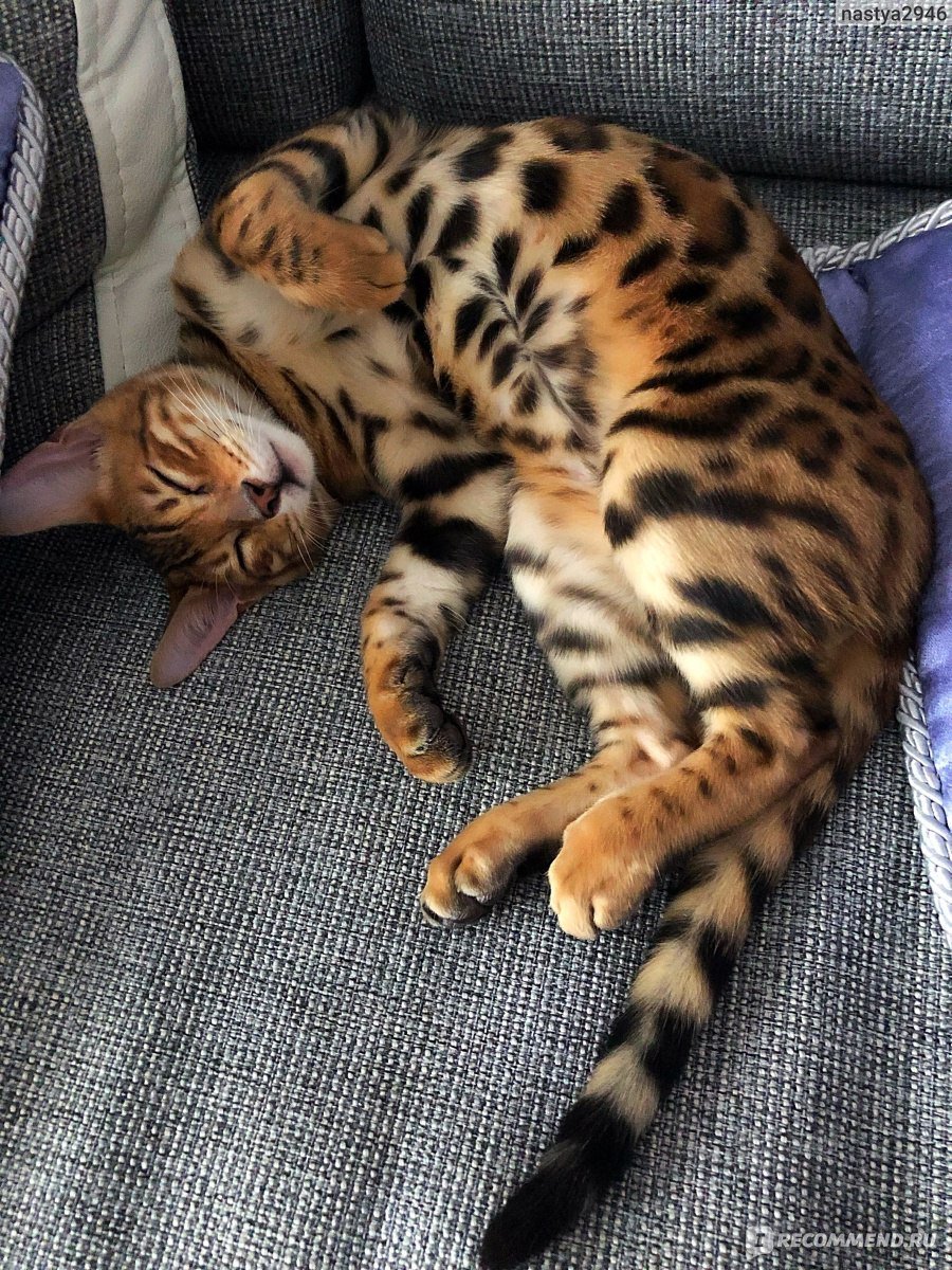 Бенгальская вислоухая кошка