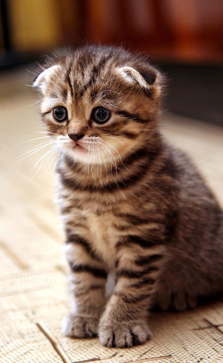 Британ вислоухий полосатый