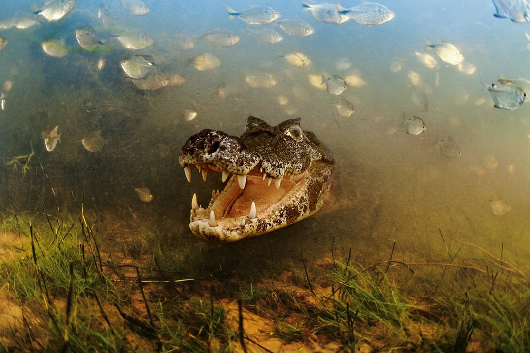 Речные обитатели