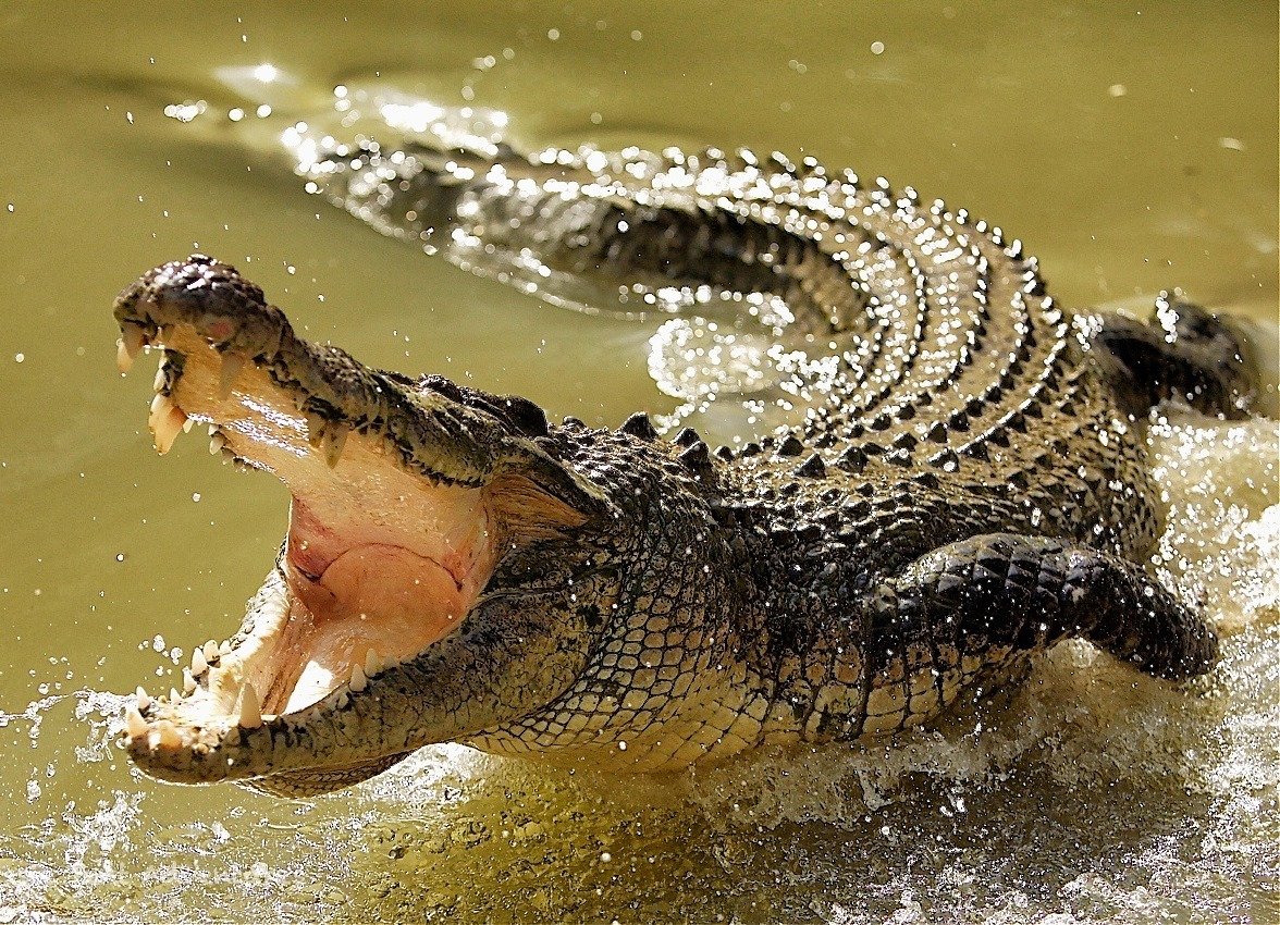 Гребнистый крокодил