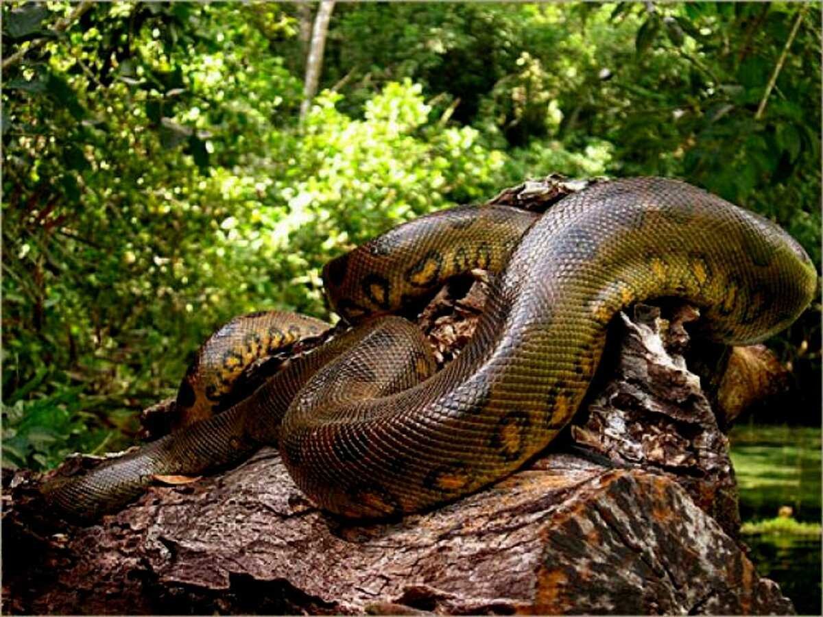 Водяной удав Анаконда