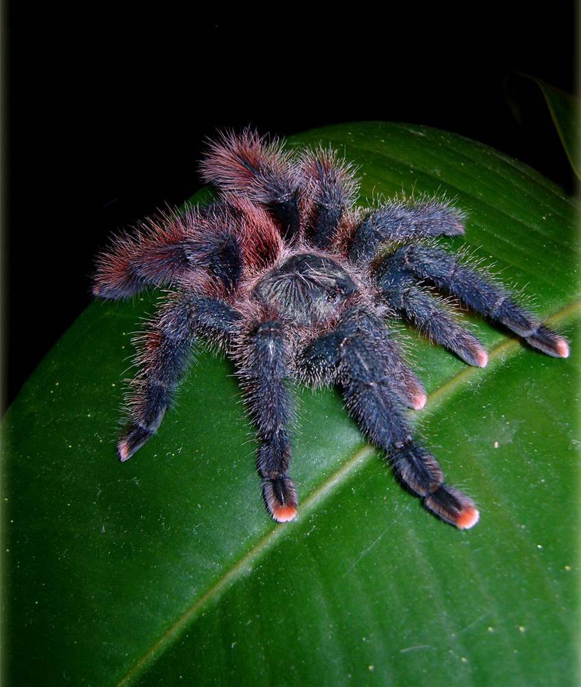 Авикулярия Брауншаусени