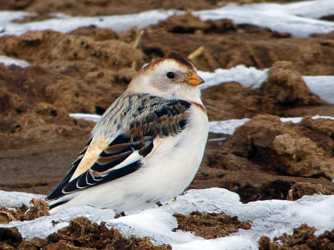 Полярный Воробей пуночка