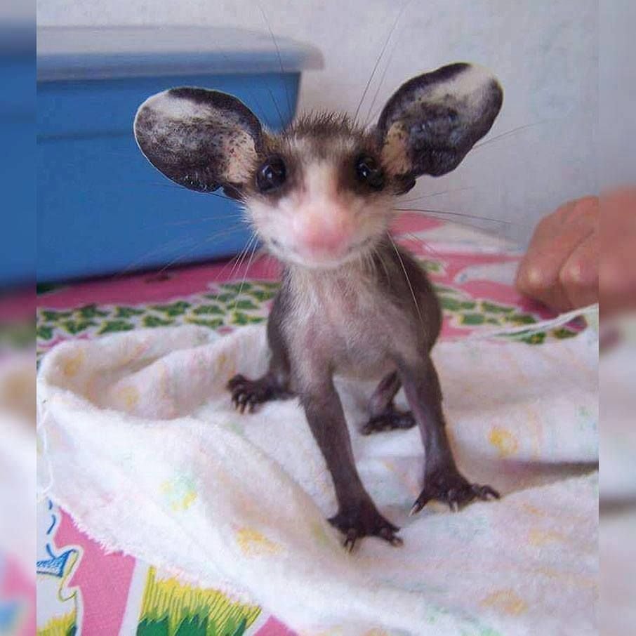 Животное чучундра