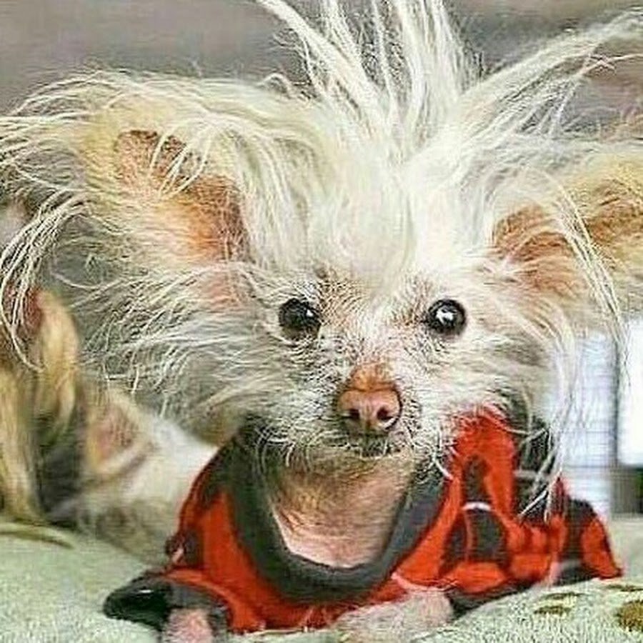 Собака с растрепанными волосами