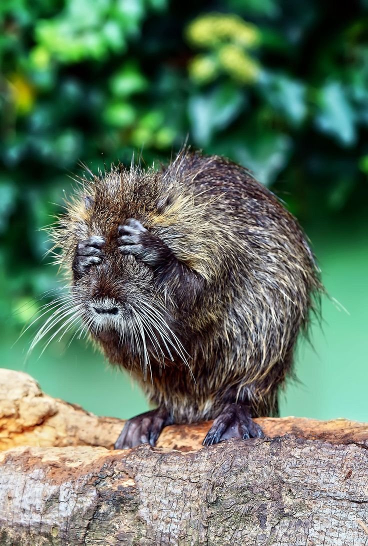 Животные нутрия