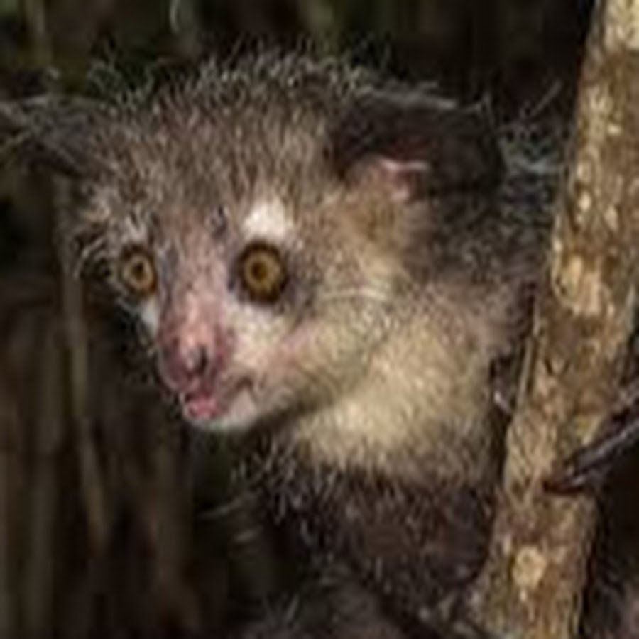 Волосатоухий лемур