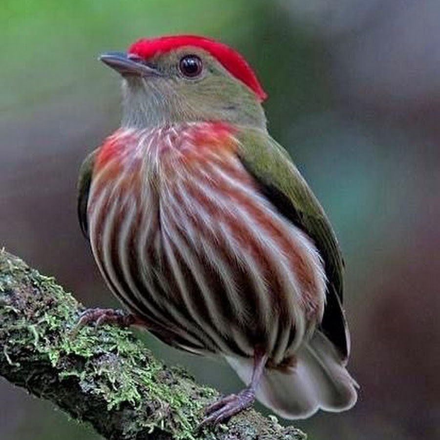 Красношапочный Корольковый Манакин