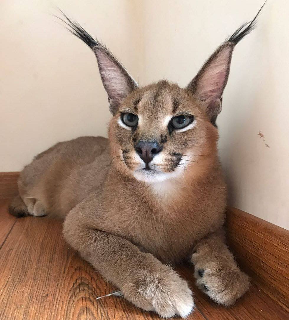 Каракал и абиссинец