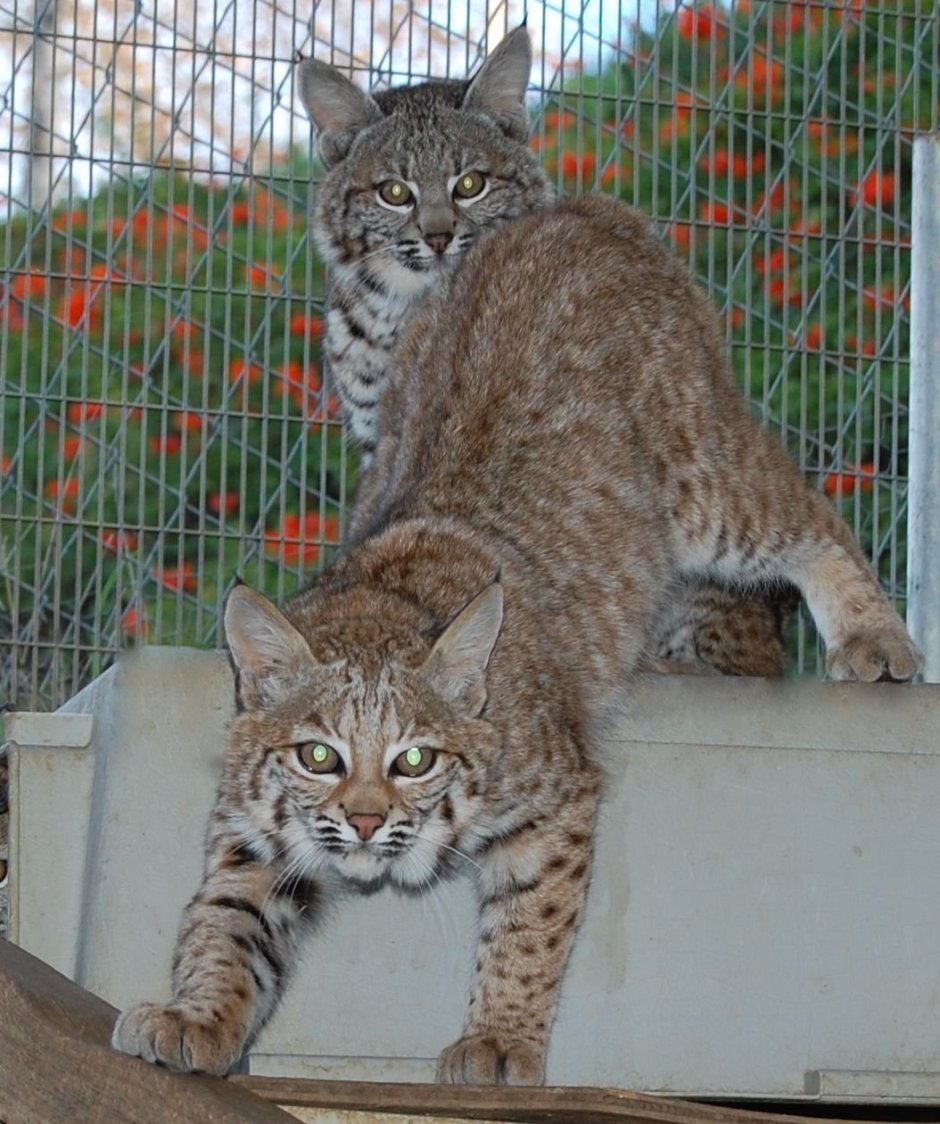 Бобкэт Рысь домашняя