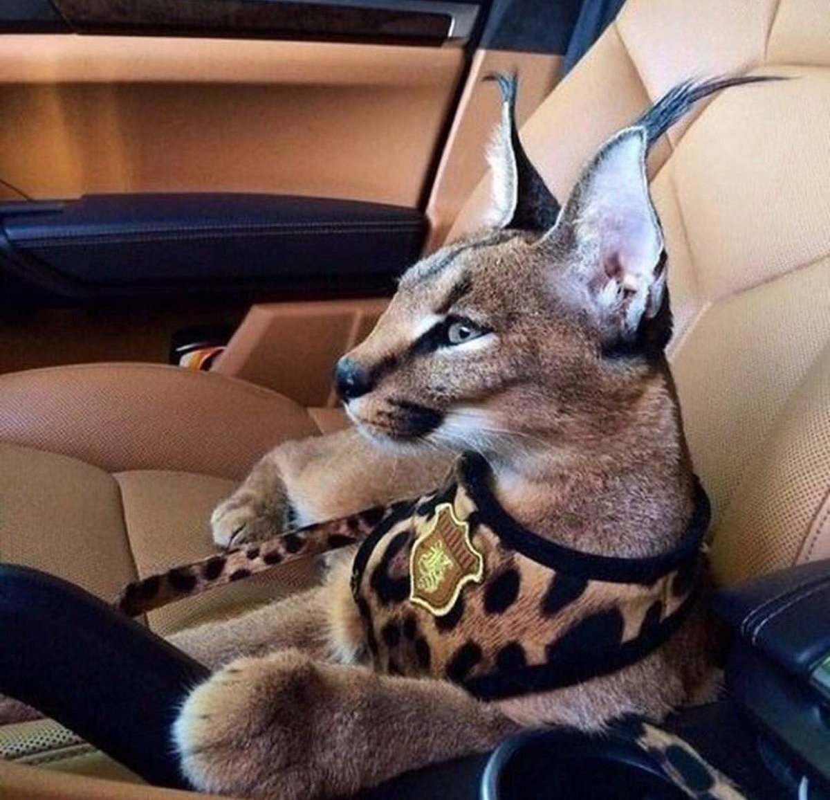 Сервал, Саванна, чаузи,каракал