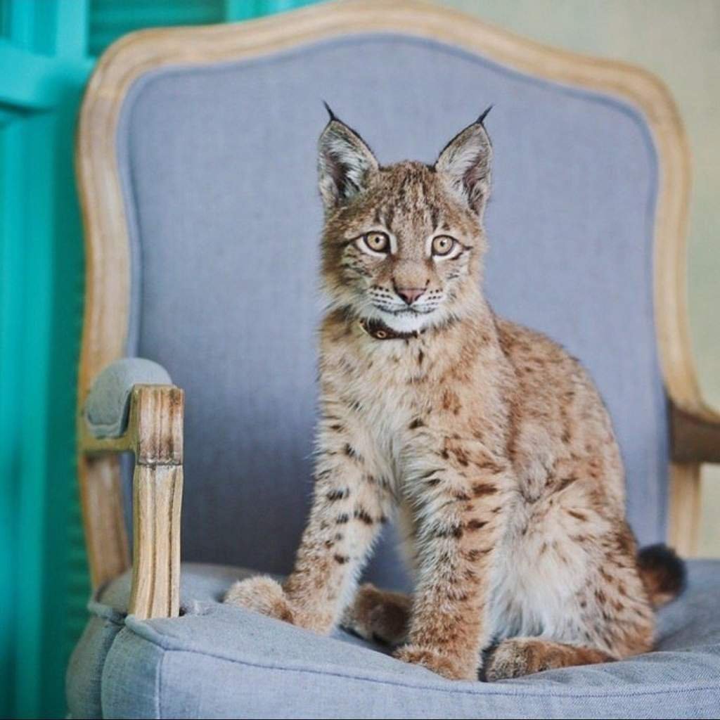 Бобкэт Рысь домашняя