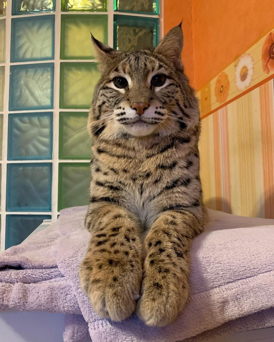 Бобкэт порода кошек