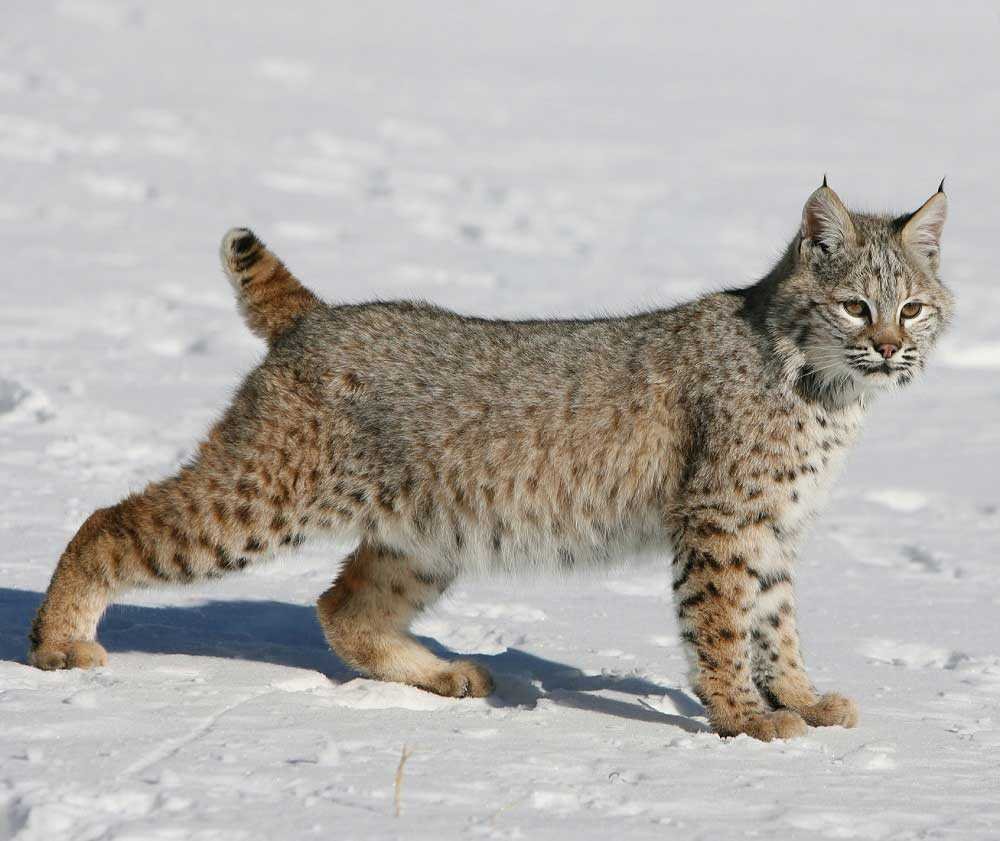 Пиксибоб Рысь