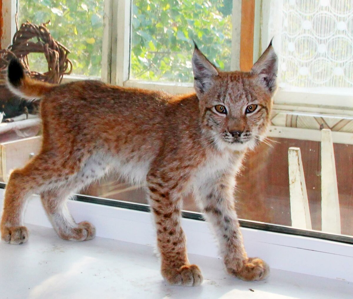 Каракал одомашненный