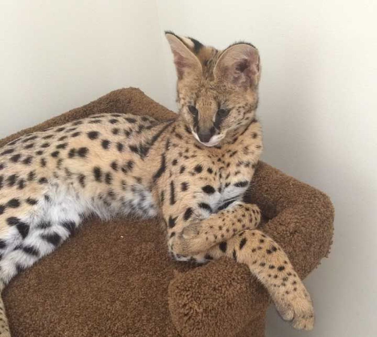 Сервал гуччи