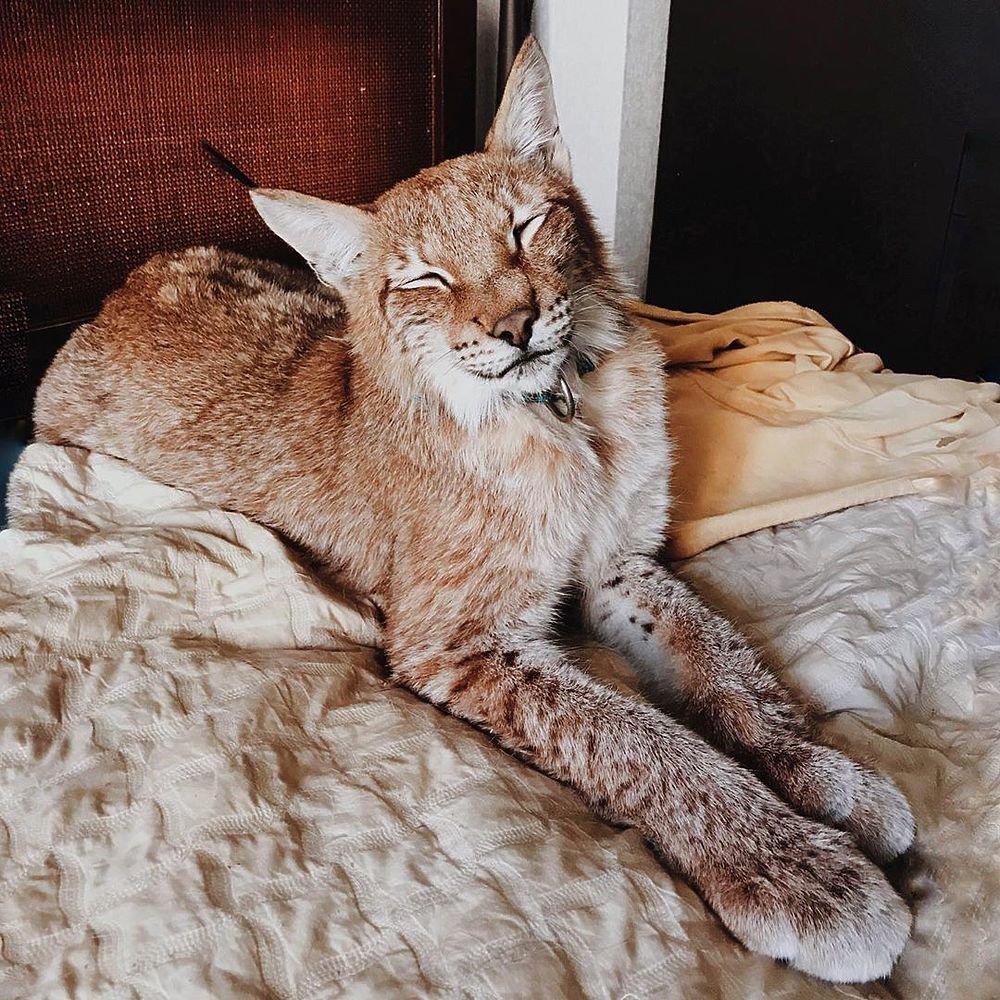 Рыси обнимаются