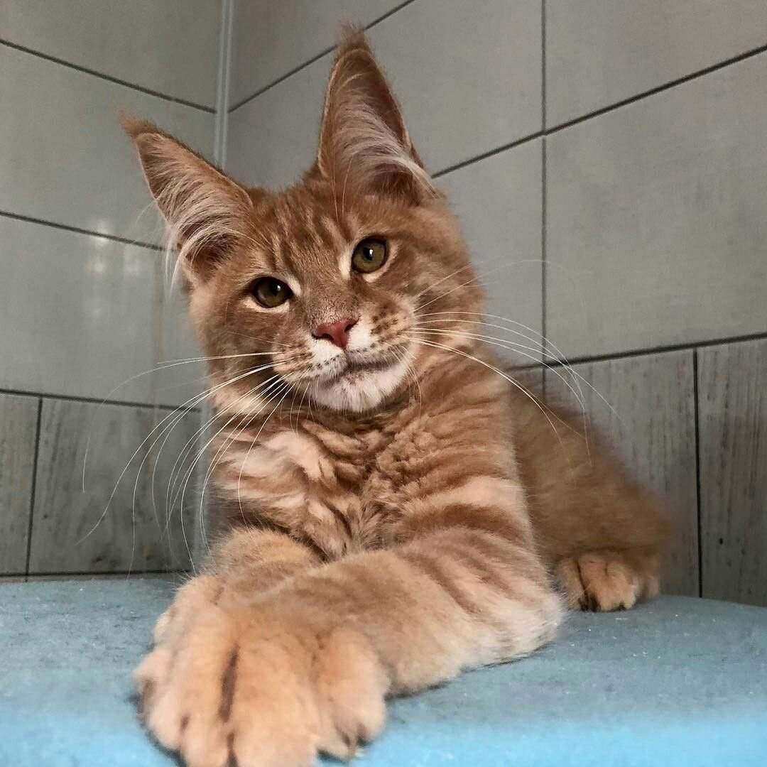 Чаузи и Мейн кун