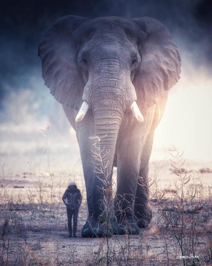 Огромные слоны