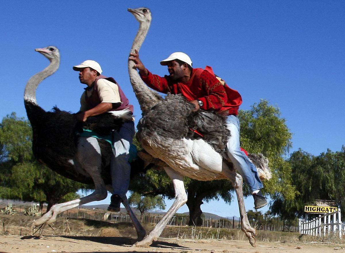 Гонки на страусах