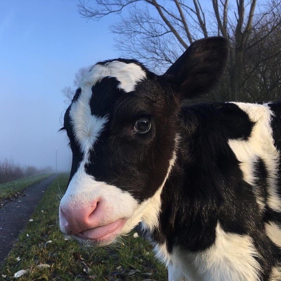 Милые коровы