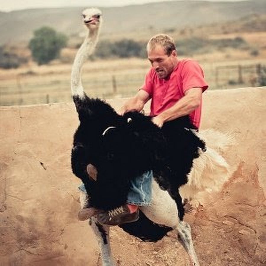 Страус на фоне человека