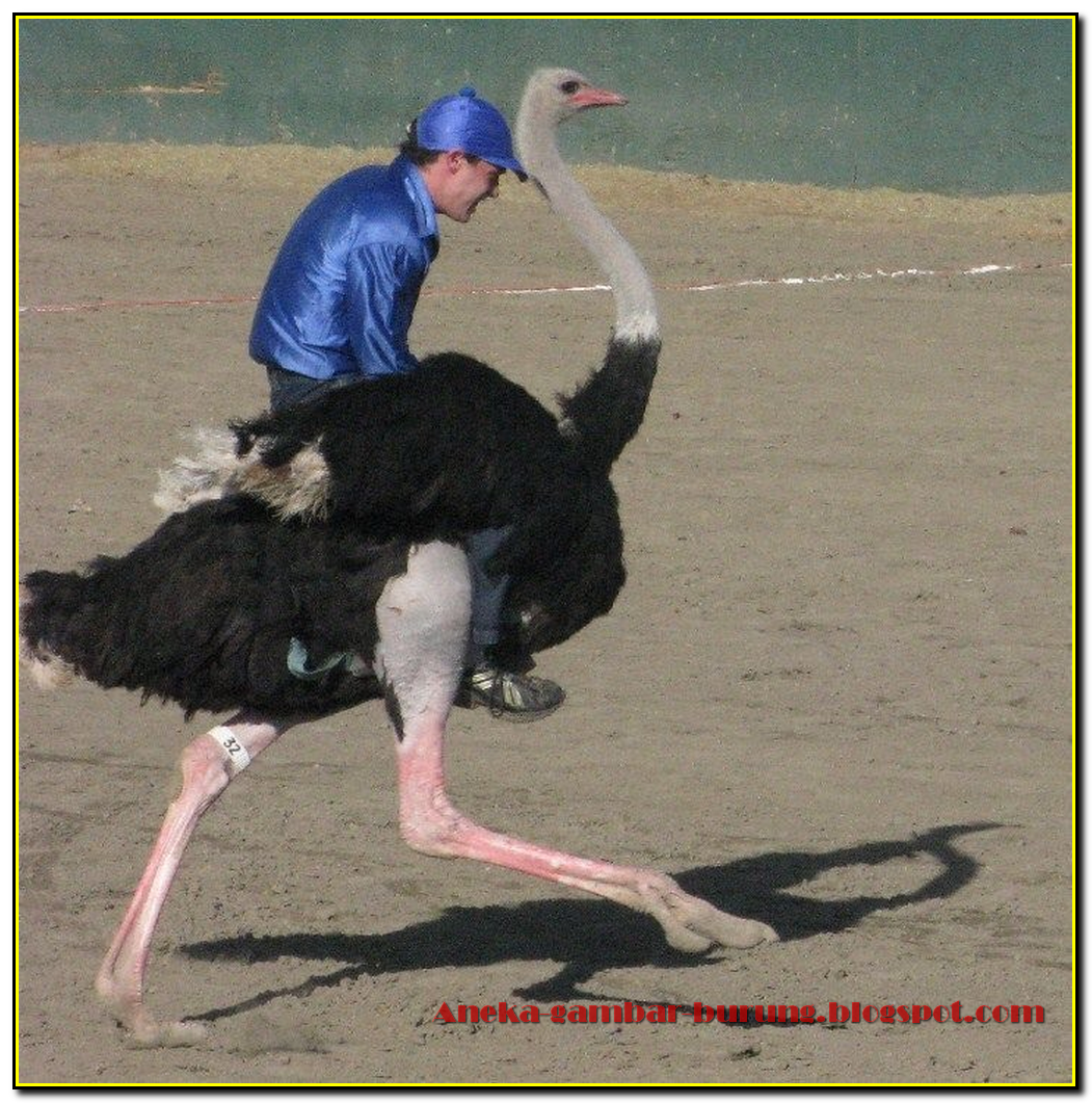 Страус бежит