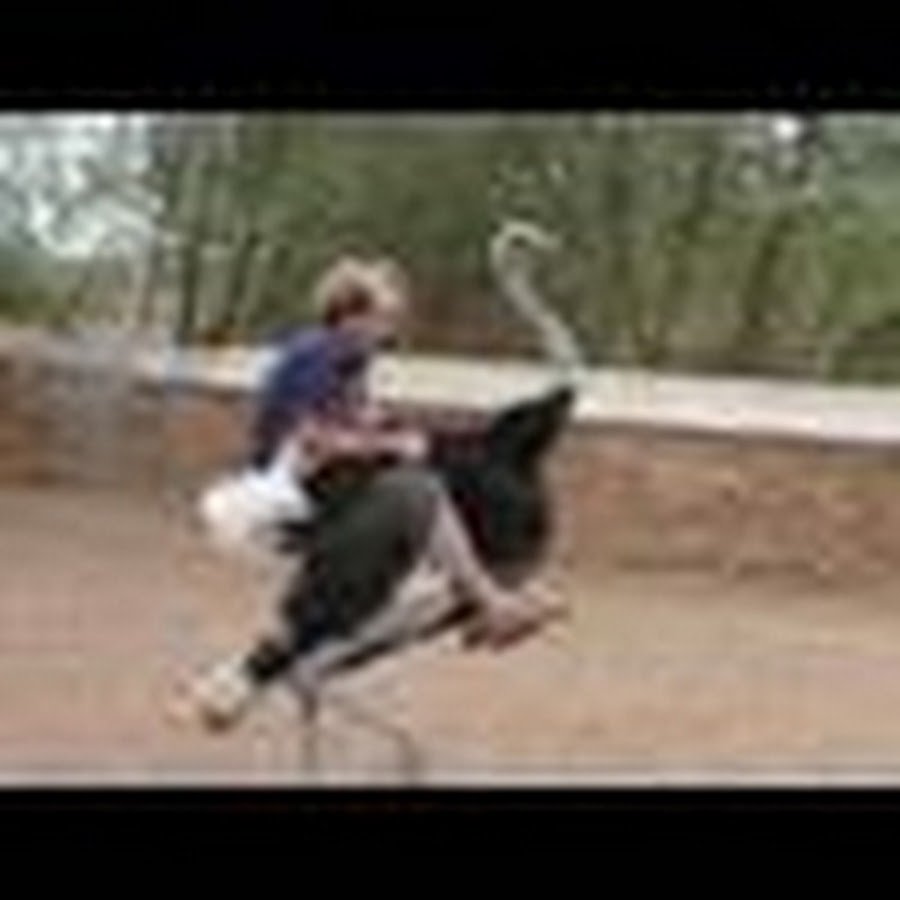 Человек верхом на страусе