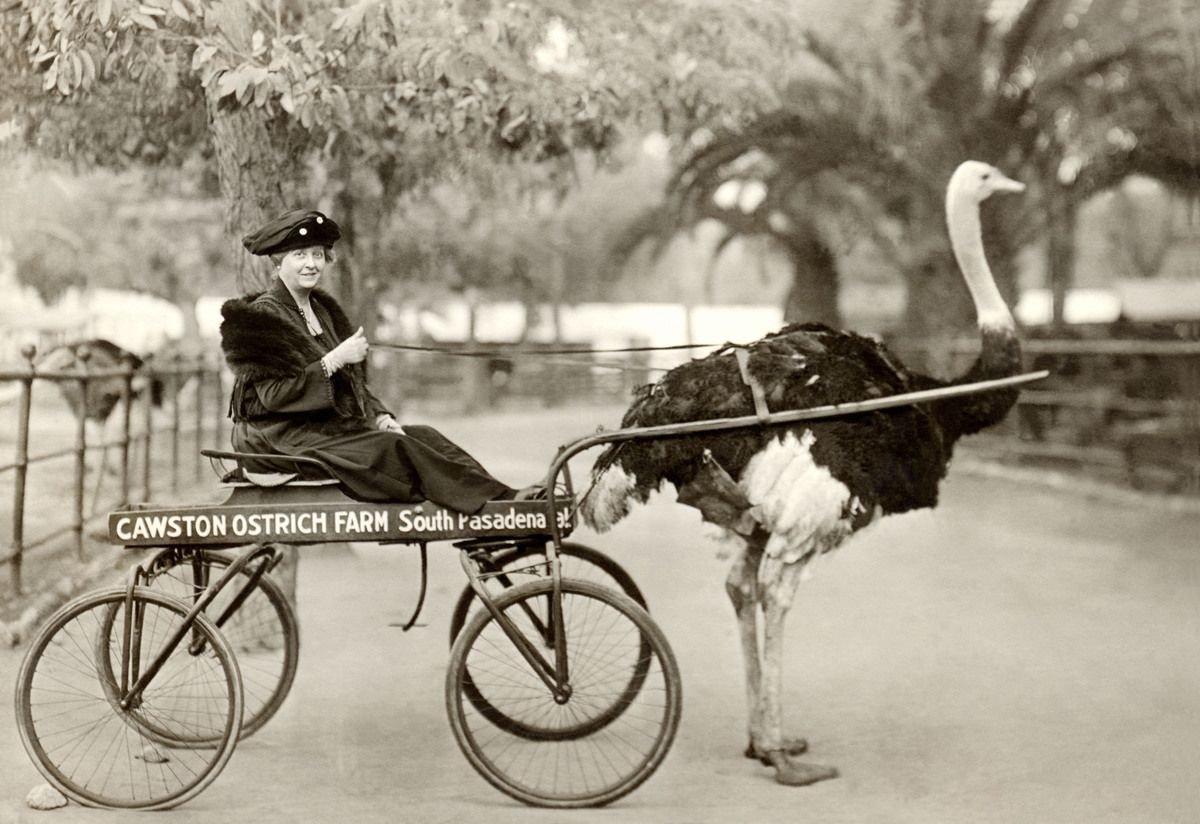 Страус в упряжке