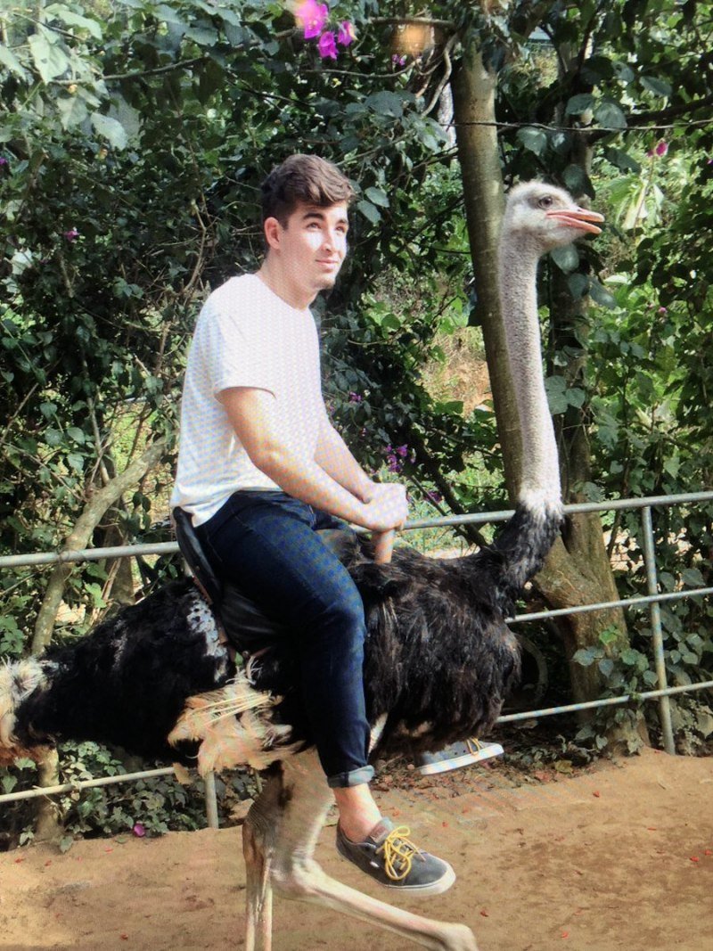 Катание на страусах