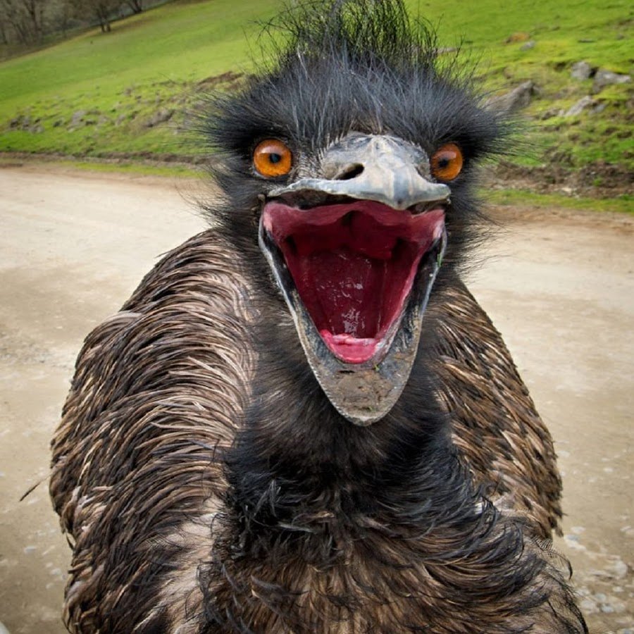 Бешеный страус