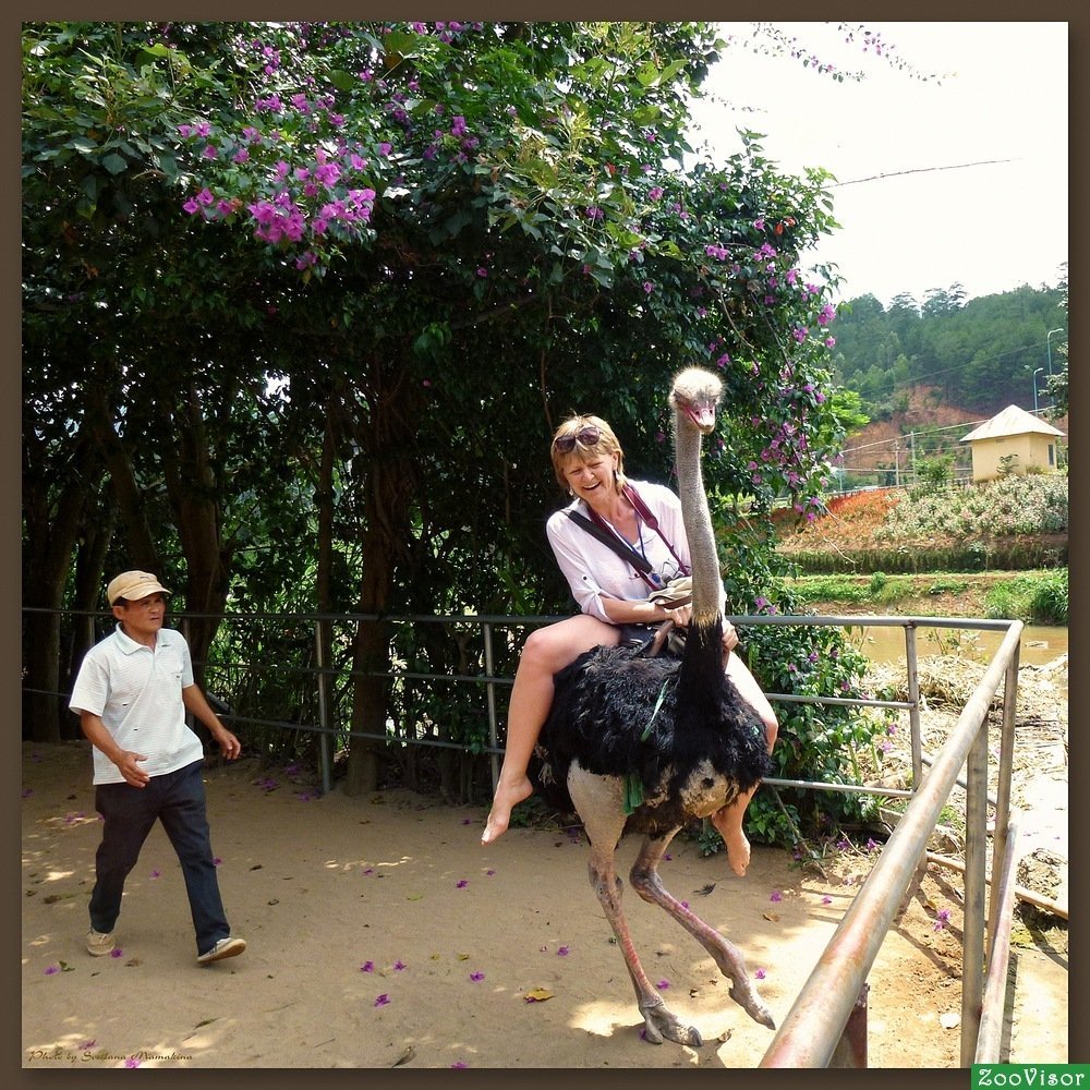 Катание на страусах