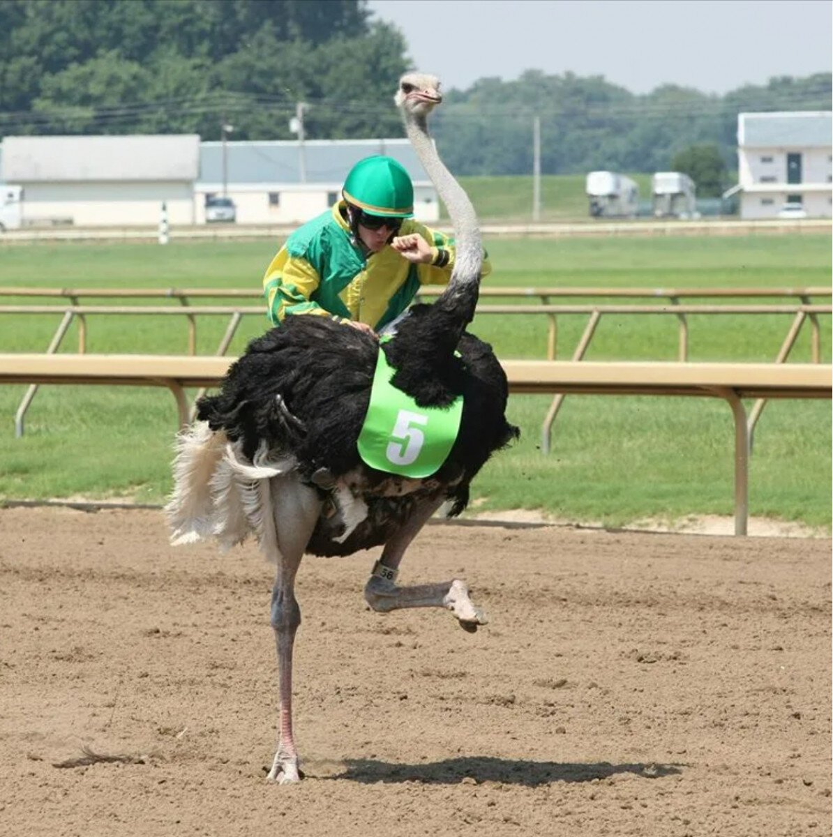 Забег на страусах