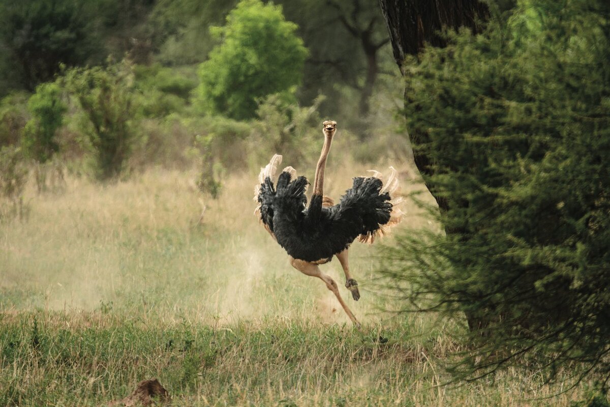 Страус бежит