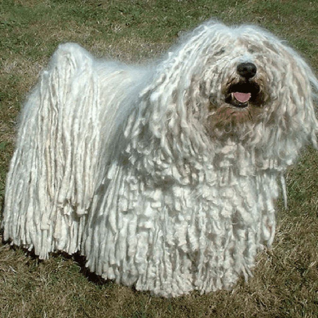 Бергамская овчарка Командор